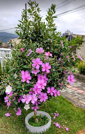 Foto de uma &aacute;rvore pequena com folhas verdes e flores cor de rosa