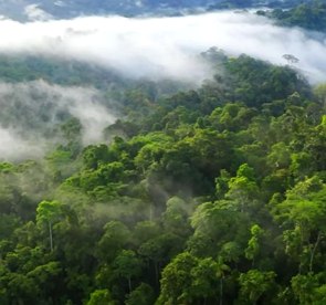 Foto a&eacute;rea de uma floresta com muitas &aacute;rvores verdes e umidade no ar