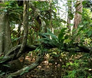 Árvores da floresta amazônica