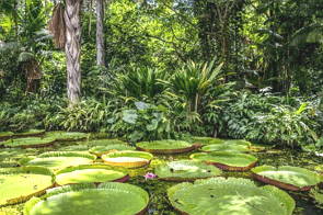 Floresta Amaz&ocirc;nica com &aacute;rvores e vit&oacute;ria-r&eacute;gia