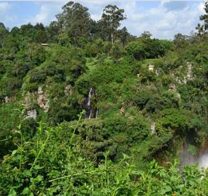 Floresta equatorial da região central da África