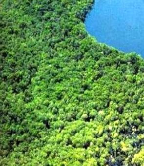 Imagem aérea da Floresta Nacional de Altamira no Pará
