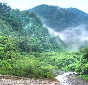 Foto mostrando árvorres em uma floresta com presença de nevoeiro