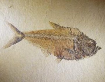 F&oacute;ssil de um peixe