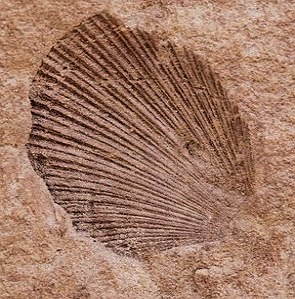 Foto de um fóssil de concha