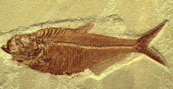 Fóssil de um peixe