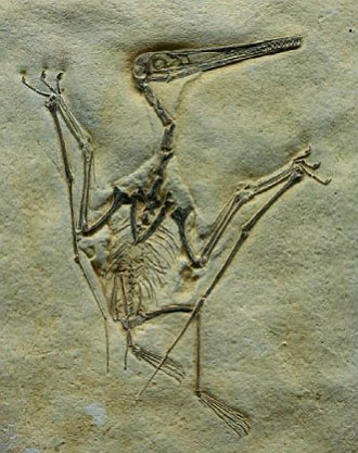 F&oacute;ssil de um Pterod&aacute;ctilo
