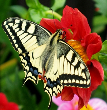 borboleta