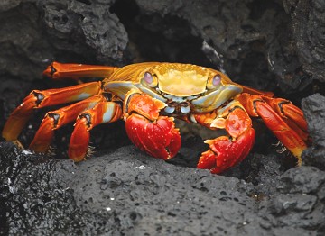 Foto de um caranguejo