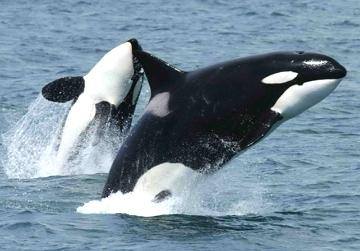Foto mostrando duas orcas na superf&iacute;cie das &aacute;guas do oceano