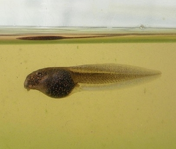 Foto de um girino de sapo