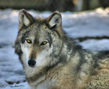 Foto da cabe&ccedil;a de um lobo-cinzento