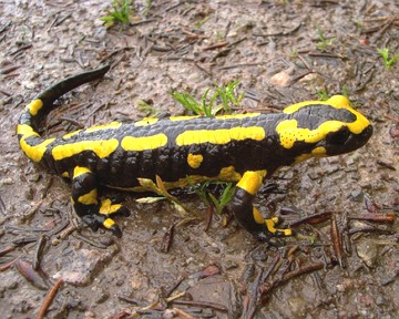 Salamandra, exemplos de animal anf&iacute;bio