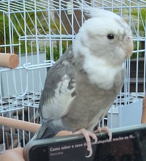 Foto de um pássaro cinza de cabeça branca