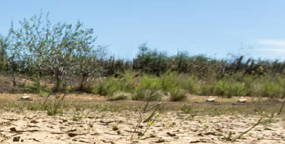 Foto do bioma Caatinga do Nordeste brasileiro