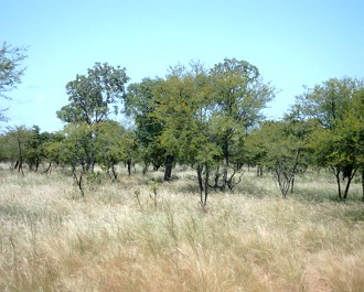 Foto da savana africana em Burkina Faso