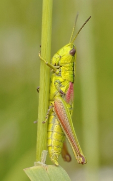 Foto de um gafanhoto verde