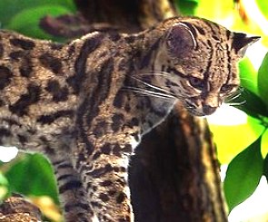 Foto da cabe&ccedil;a e tronco de um felino de cor alaranjada e marrom num local de mata