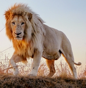 Foto de um leão macho adulto