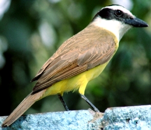 Foto de um pássaro bem-te-vi, com asas marram, cabeça preta e branca e barriga amarela