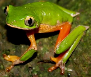 Foto de um anf&iacute;bio chamado perereca-verde