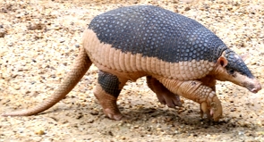 Foto de um tatu-canastra caminhando