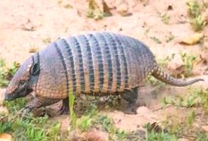 Foto de um tatupeba na Caatinga brasileira