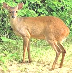 Foto de um veado-catingueiro