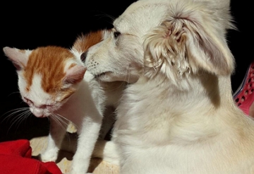 Gato e cachorro juntos