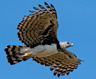 Foto mostrando um gaviao-real em pleno voo