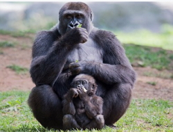 Gorila fêmea com filhote, exemplo de espécie de animal primata