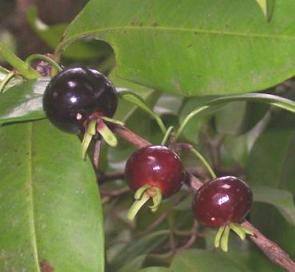 Fruta grumixama
