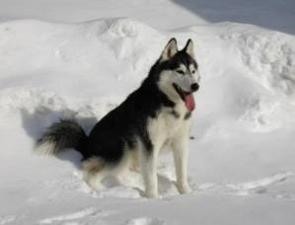 Foto de um Husky Siberiano na neve