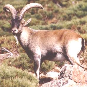 Íbex-ibérico numa região montanhosa