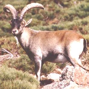 &Iacute;bex-ib&eacute;rico numa regi&atilde;o montanhosa