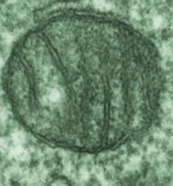 Imagem de mitocôndria numa célula