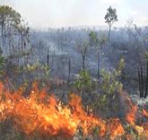 Incêndio na Vegetação do cerrado