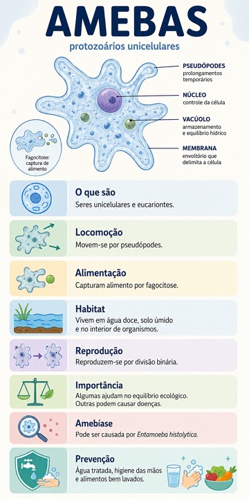 Infogr&aacute;fico sobre amebas