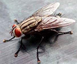Mosca Dom&eacute;stica