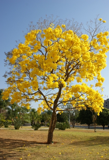 Foto de um ip&ecirc; amarelo florido