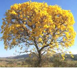 Foto de um ip&ecirc; amarelo florido