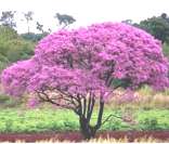 Foto de um ipê rosa florido