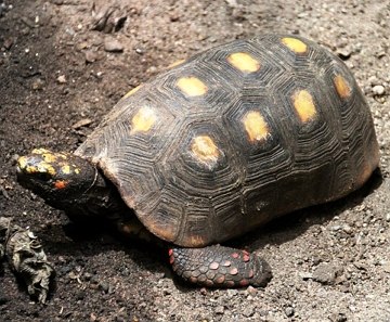 Foto de um Jabuti-piranga na terra