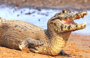 Jacaré-do-pantanal