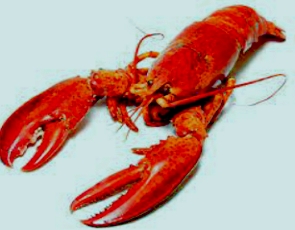 Foto de uma lagosta de cor vermelha