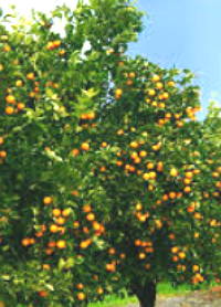 Foto de uma laranjeira carregada de frutos
