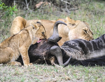 Le&otilde;es comendo a carne de um Gnu ap&oacute;s a ca&ccedil;a