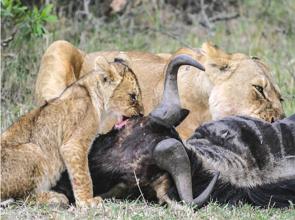 Leões comendo a carne de um Gnu após a caça