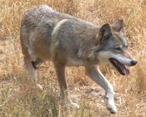 Foto de um lobo-italiano