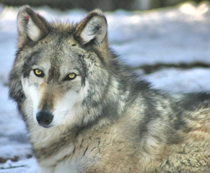Foto da cabe&ccedil;a de um lobo-cinzento